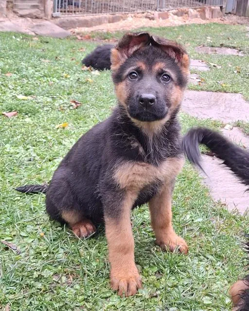 Kleine Schäferhundwelpen