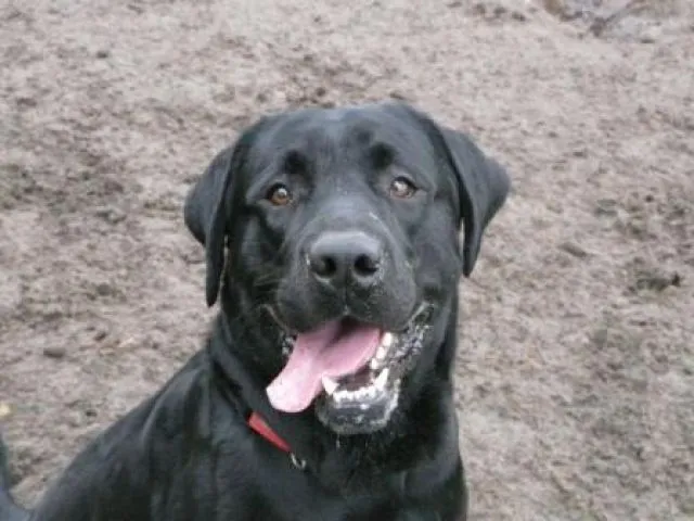 wunderschöner junger Labradorrüde!!!