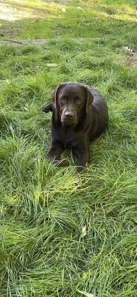 Brauner Labrador Deckrüde – Bild 1