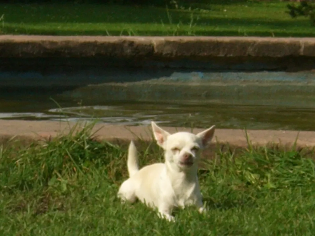 weisser chihuahua rüde sucht hübsches weibchen zum decken