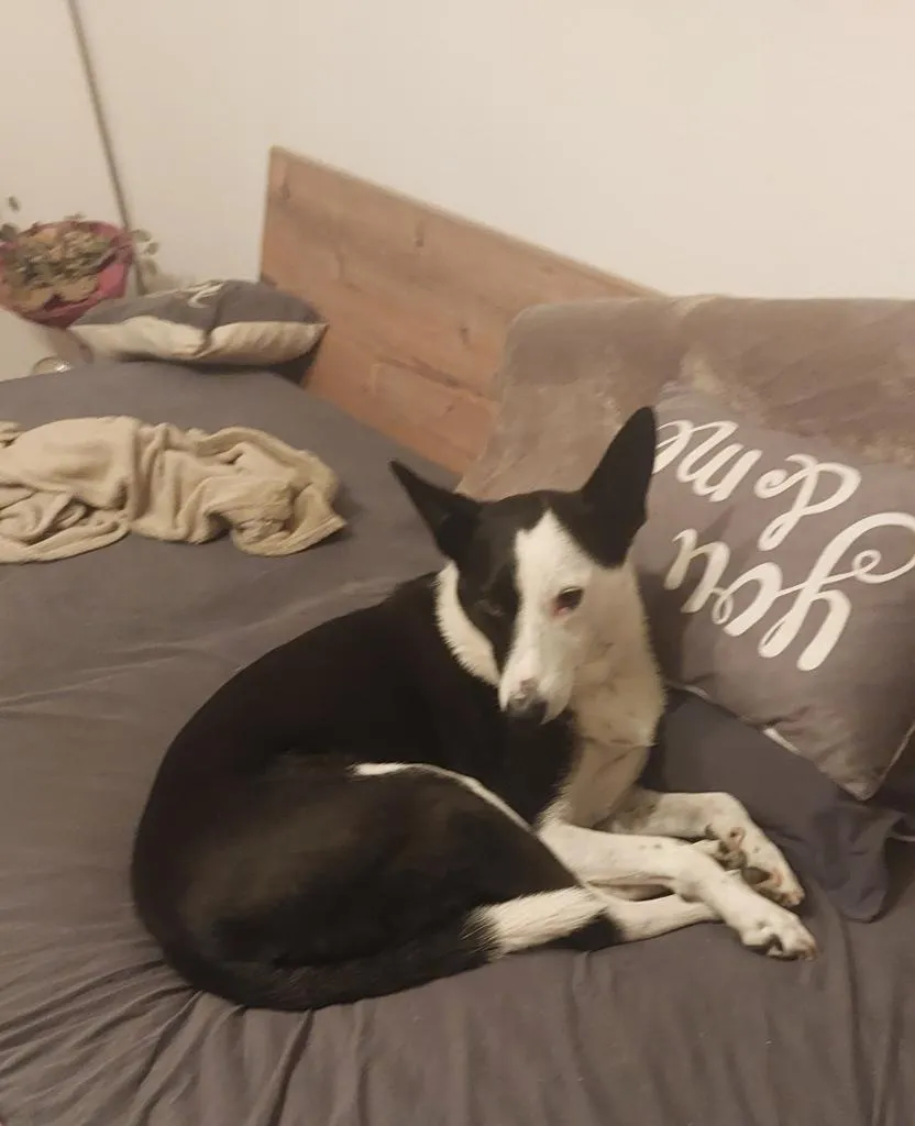 Hundebetreuung, Hundesitting