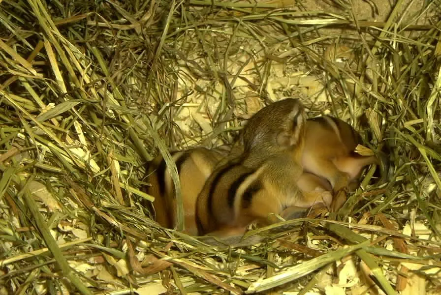 junge Amerikanische Streifenhörnchen ( Tamias striatus )