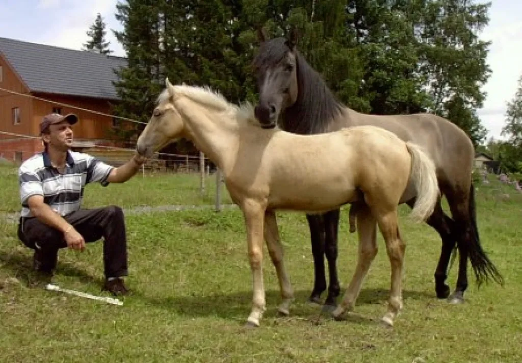 Achilles - sehr schicker Palomino Hengst Viergänger !