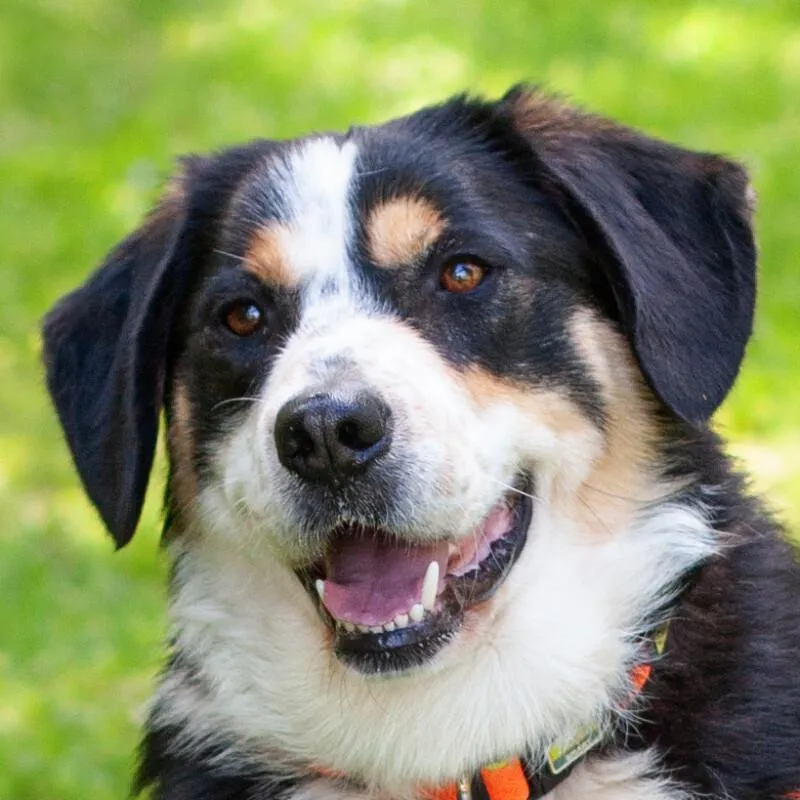 JUMO - Mini-Berner-Mix - 2 Jahre - Tierhilfe-Franken e.V.