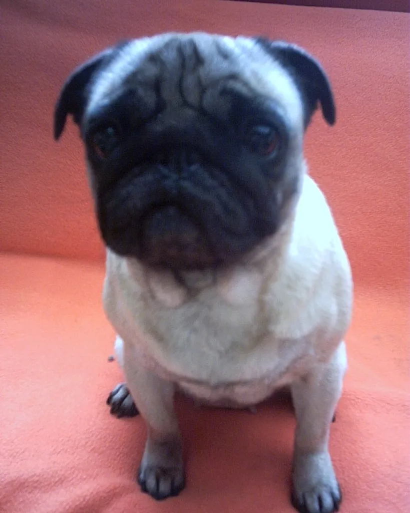 MOPS HÜNDIN, CA.3JAHRE, IN EINE NETTE FAMILIE AUS FAM.GRÜNDIN ABZUGEBEN! SIE KOS