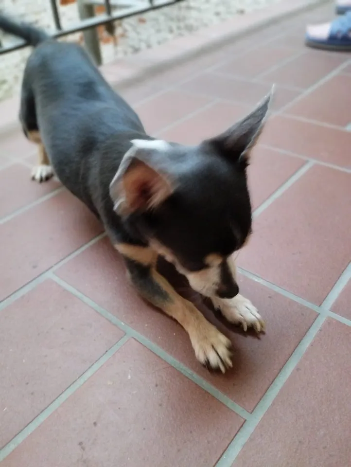 Zwerg Chihuahua abzugeben – Bild 1
