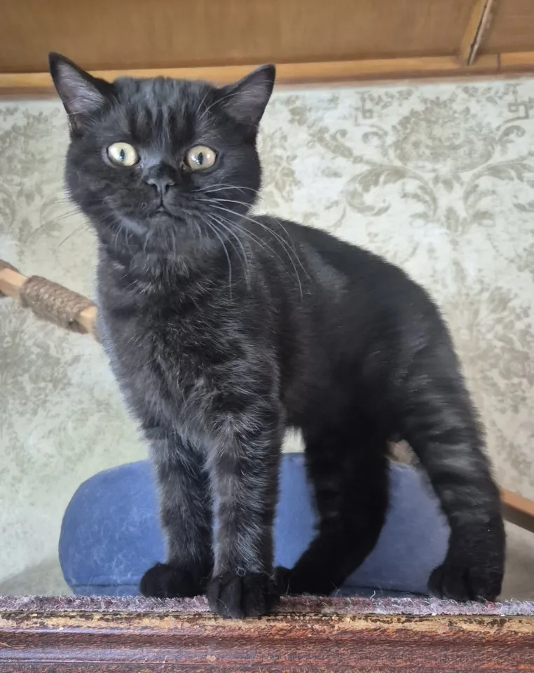 Traumhaftes Selkirk Rex Mädchen (20 Wochen) sucht noch ihren Kuschelplatz auf Le