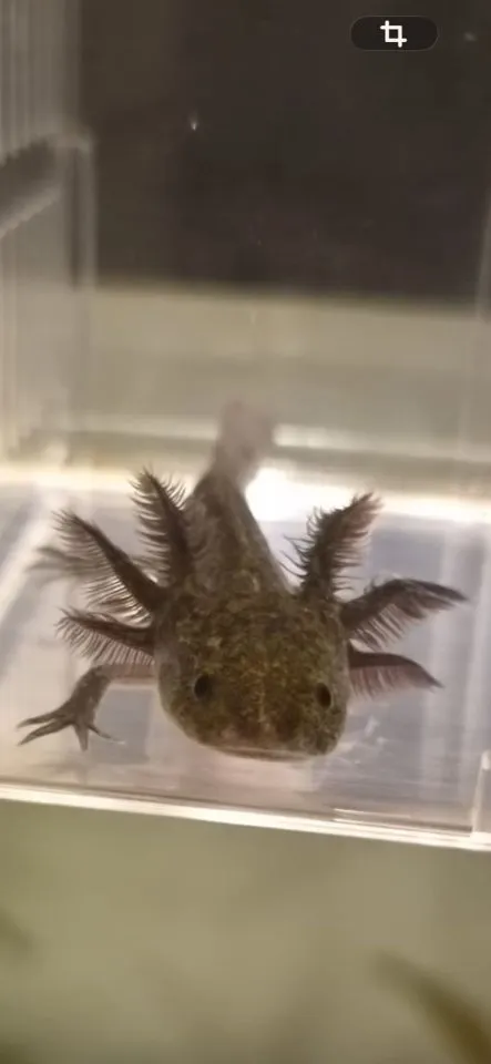 Zwei Axolotl Jungtiere