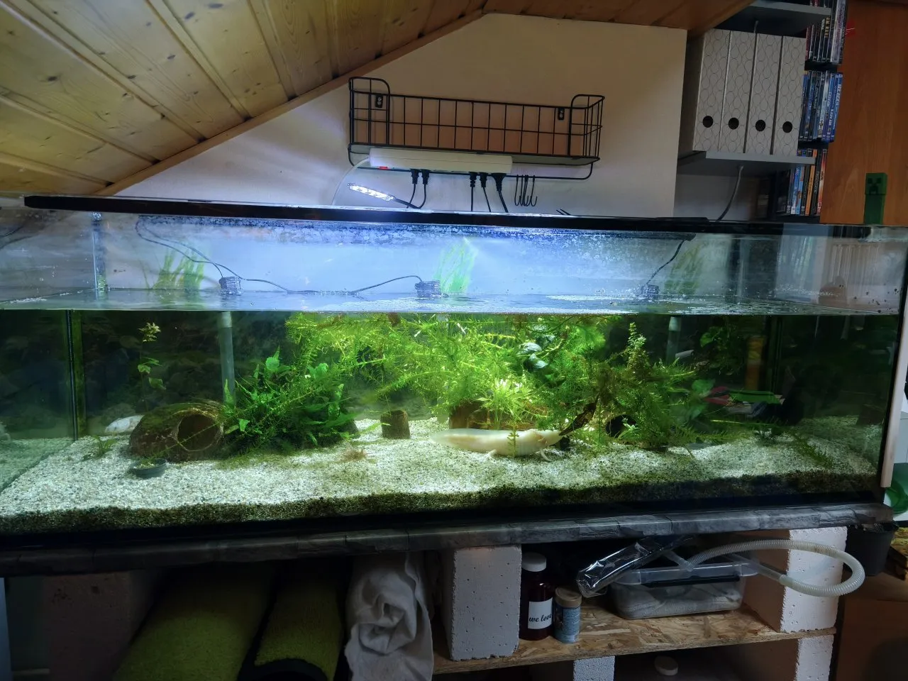 5 Axolotl mit Aquarium