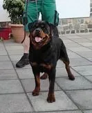 Rottweiler - Welpen mit ADRK Papieren