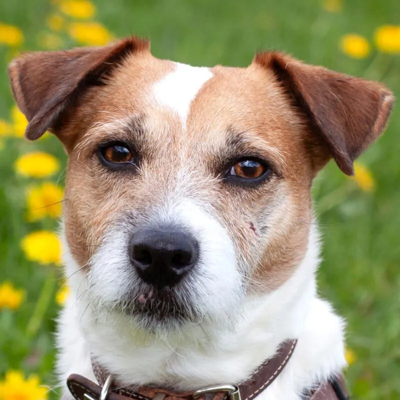 MC BRUNO - Parson Jack Russell - 7 Jahre - Tierhilfe-Franken e.V.