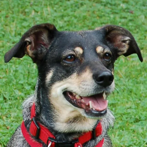 SAYRA - Mix - 7 Jahre - Tierhilfe-Franken e.V.
