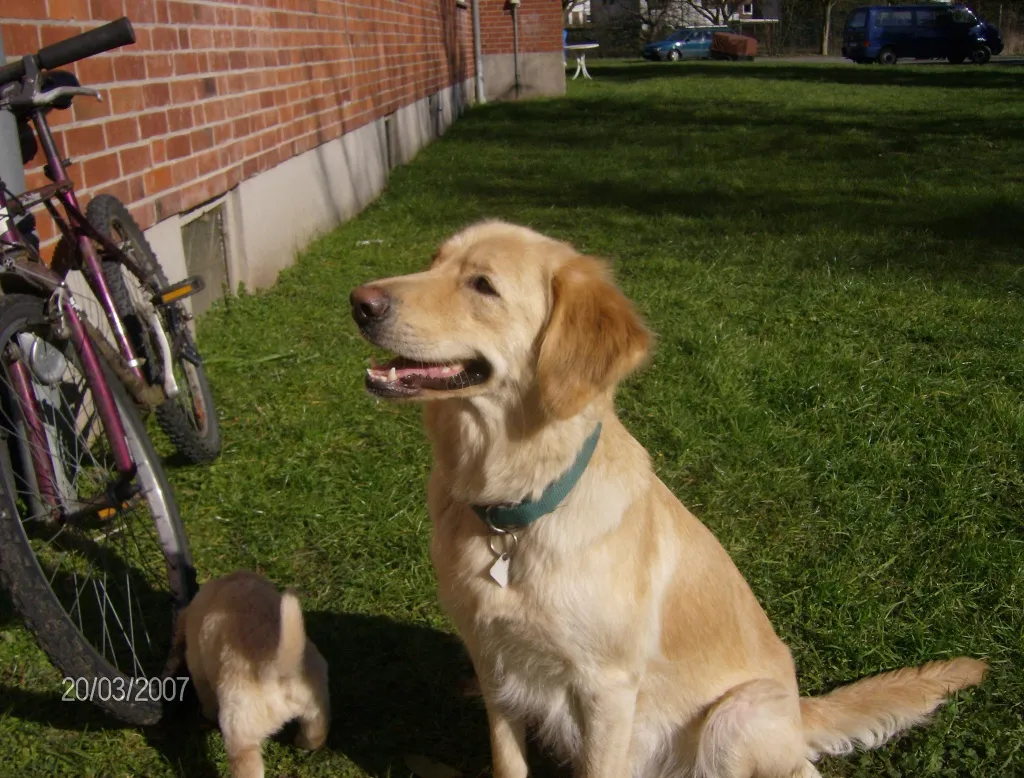 wunderschöne goldenretriever-labrador hündin – Bild 1