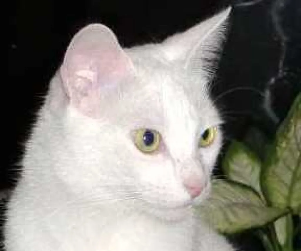 Tauber, weißer Kater Felix verliert erneut sein Zuhause!