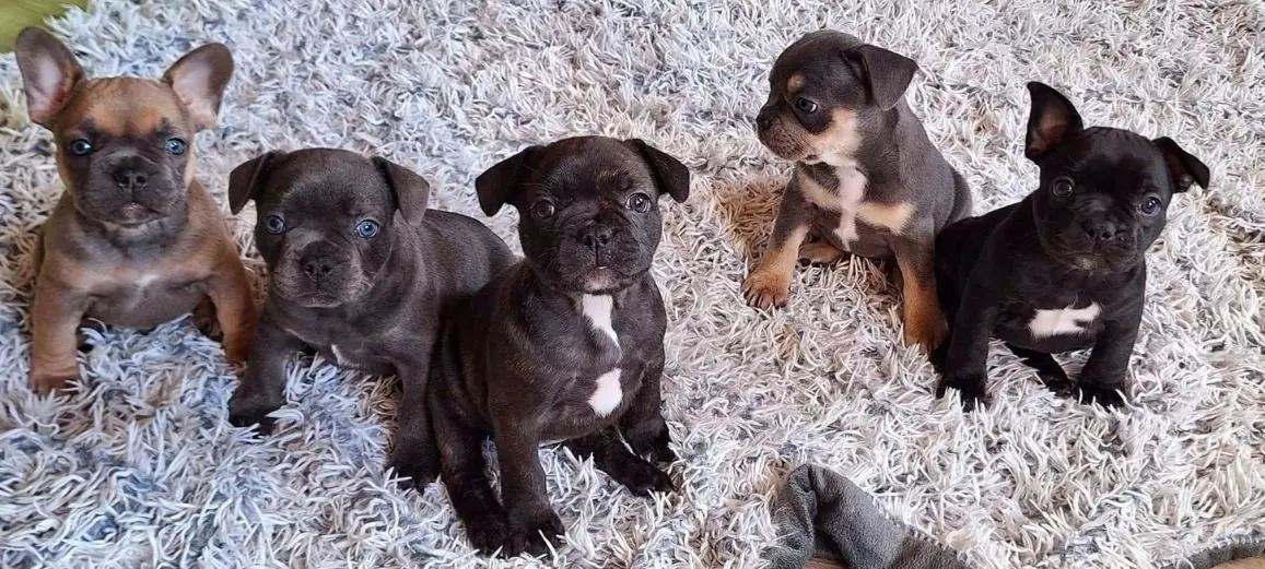 Reinrassige Französische Bulldogge Welpen