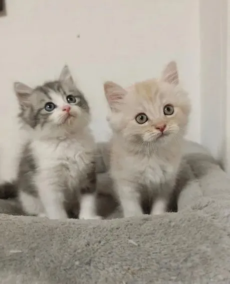 Britisch Langhaar Kitten – 2 zauberhafte Kater suchen ihr Für-immer-Zuhause