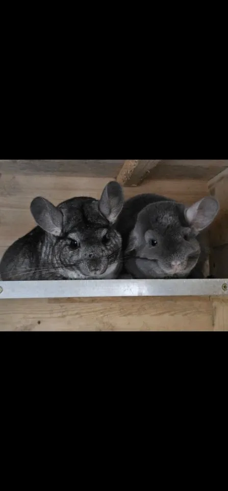 Chibchilla Pärchen sucht neues Zuhause