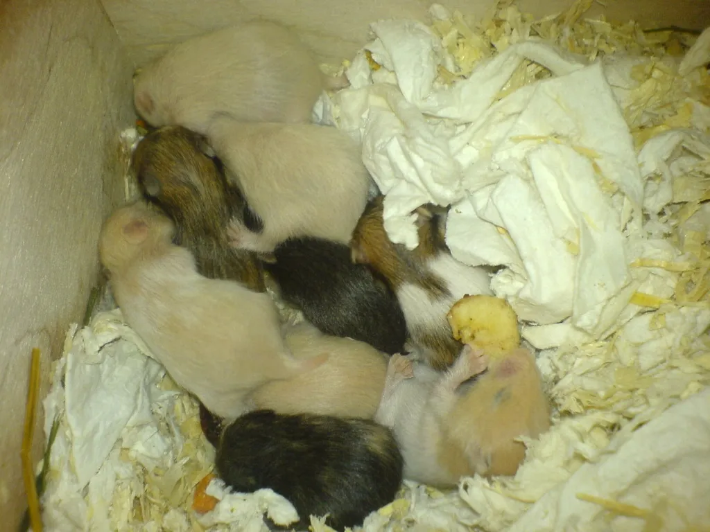 Hamsterbabys