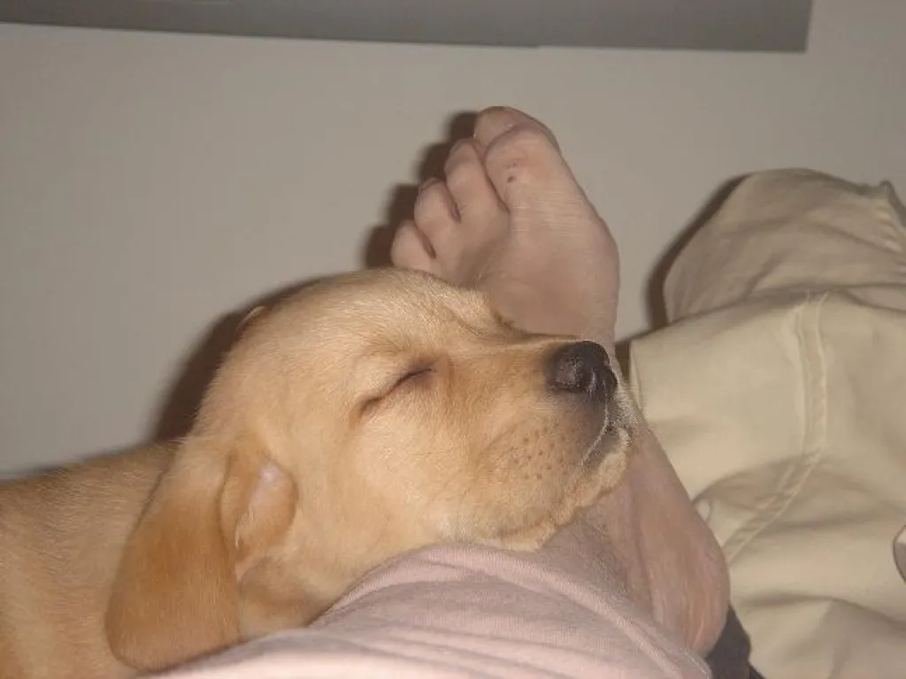 Labrador und Golden Retriever Welpen suchen ein liebevolles Zuhause !