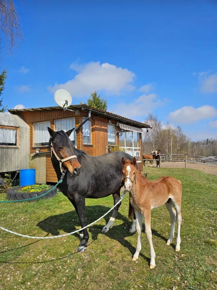 Typvolles Reitpony-Hengstfohlen mit sehr guten Grundgangarten – Bild 1