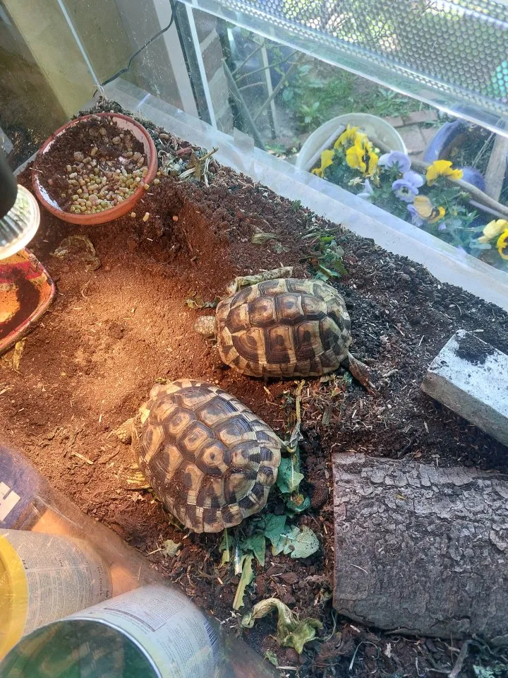 Griechische Landschildkröten