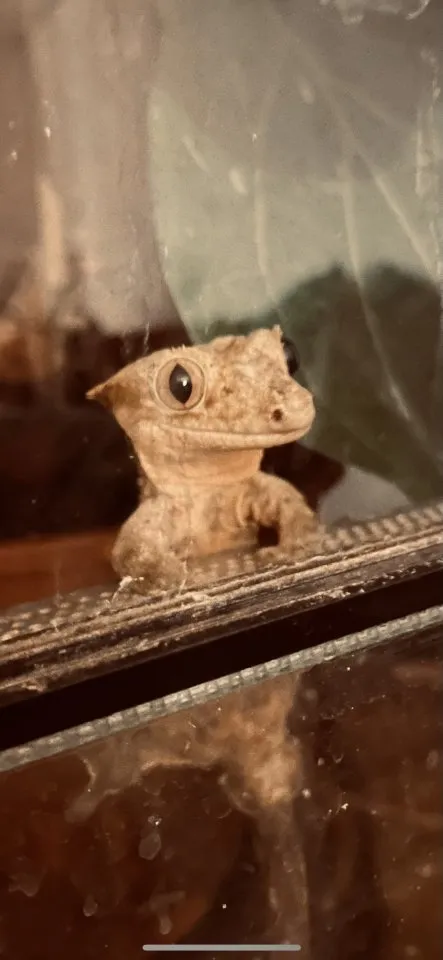 Kronengeckos (Correlophus cilitatus) in gute Hände abzugeben