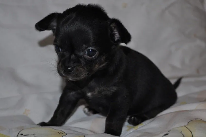 Chihuahua Welpen mädschen sucht noch liebes zuhause