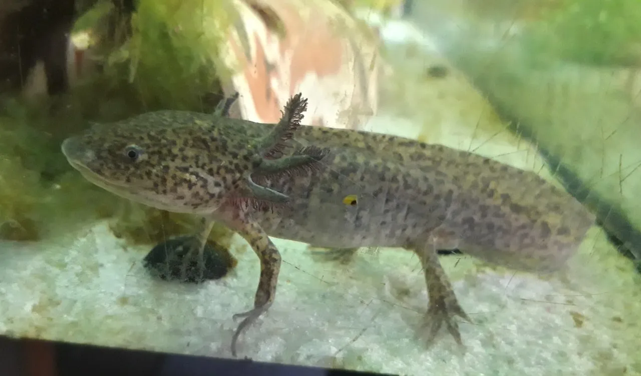 1 Axolotl Männchen ca. 1 Jahr in Copper mit Lila Kiemenkranz abzugeben