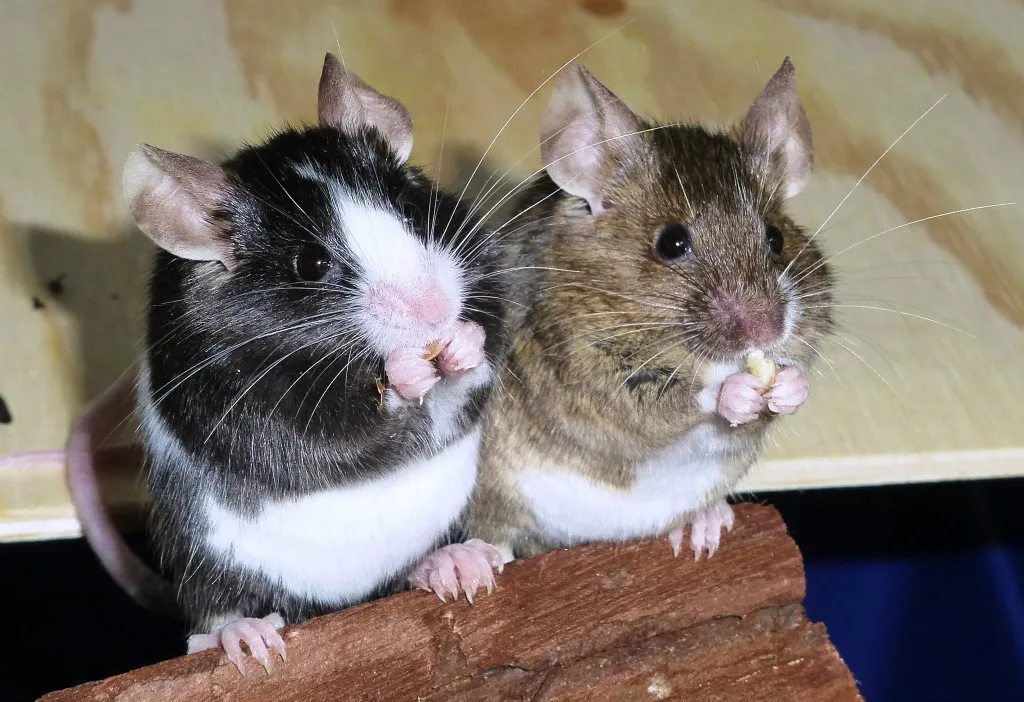 Farbmäuse die bunte Verwandte unserer Hausmaus ( Mus musculus )