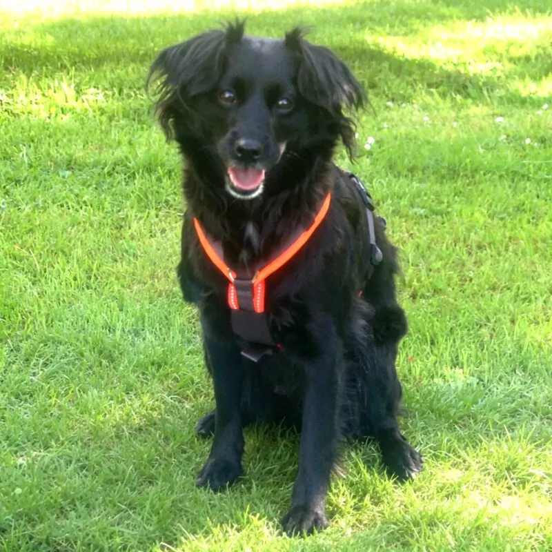 MISS PUMA - weiblich 3 Jahre 40 cm 12 kg Spaniel-Mix Gechipt