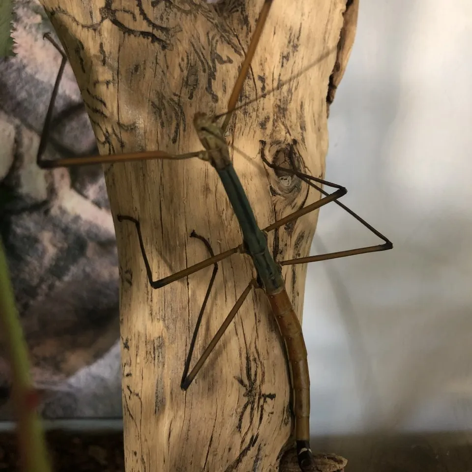 Nymphen Stabschrecke Lopaphus spec. Cuc Phuong