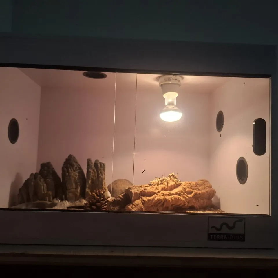 Leopardengecko Männchen mit Terra 60x40x40