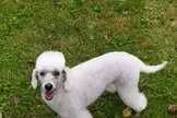 Zwergpudel-Hündin, 6 Jahre mit Papiere