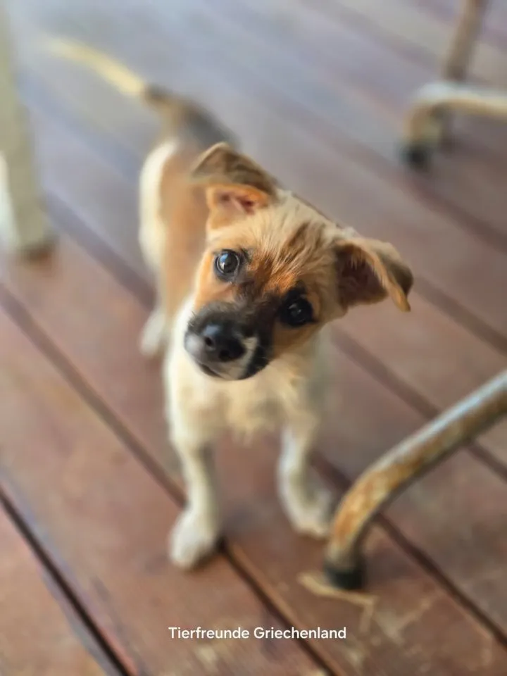 Mavy – kleine Maus mit ganz viel guter Laune ❤️