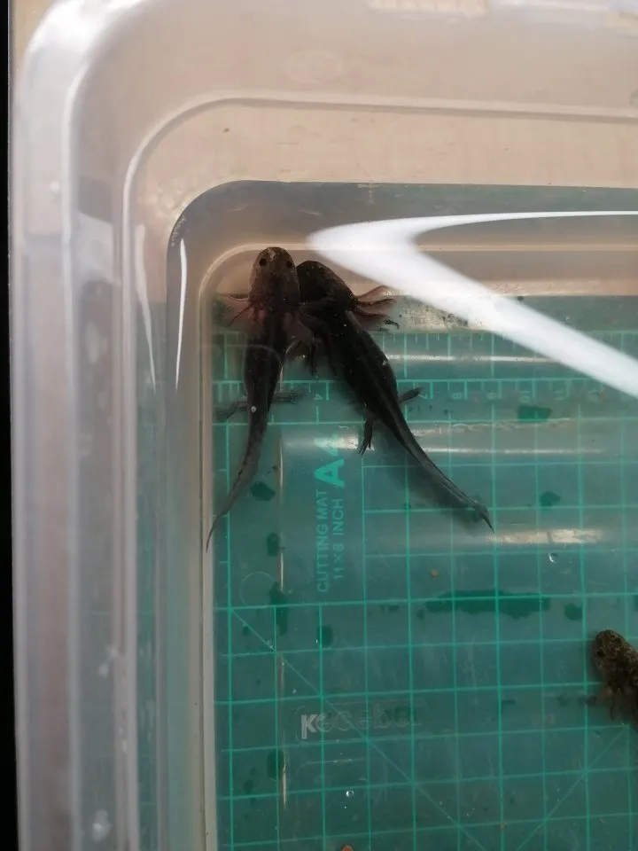 Axolotl Nachwuchs abzugeben