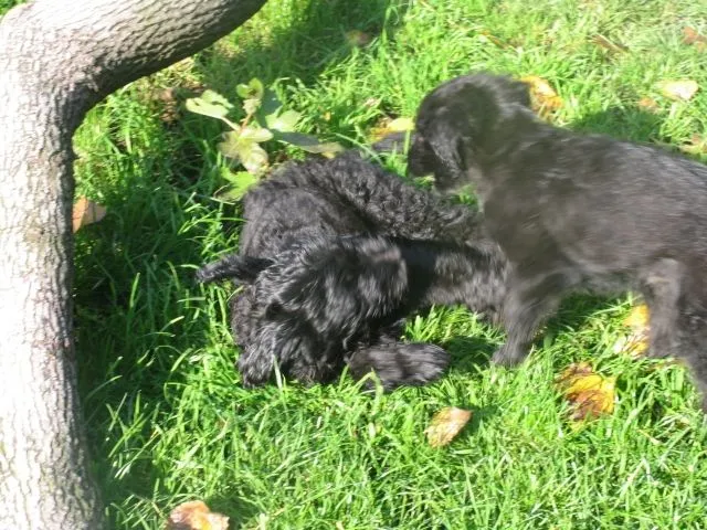 Schnautzermischlinge