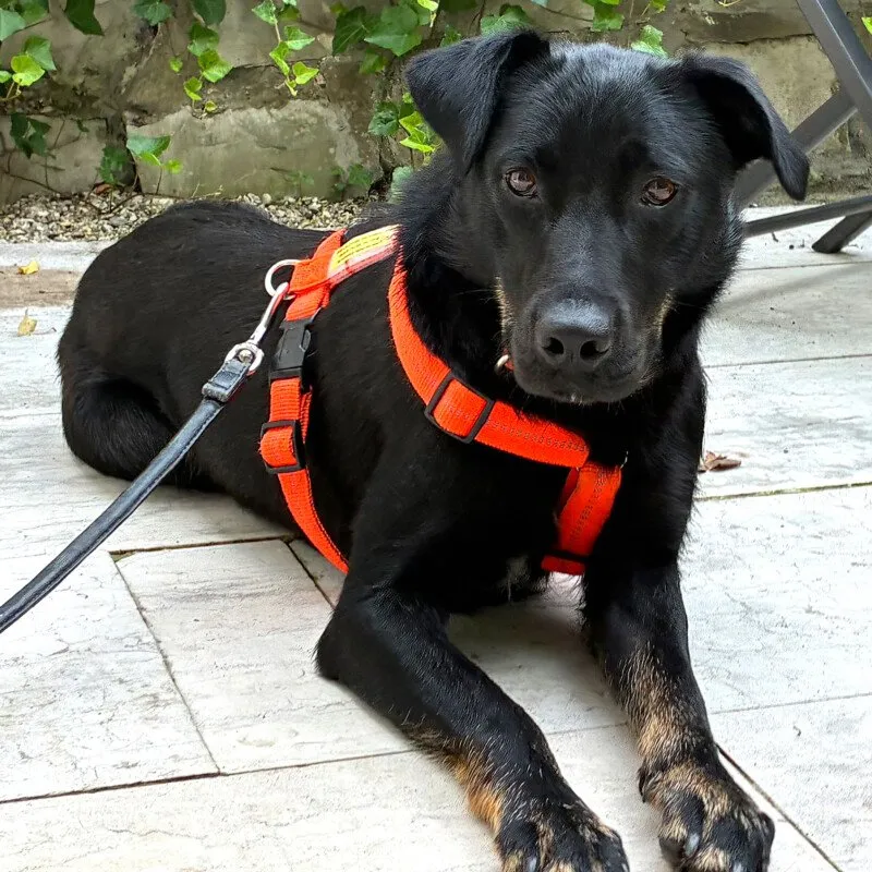 MERIA - weiblich 2 Jahre und 3 Monate 53 cm 19 kg Labrador-Mix Gechipt Kastriert