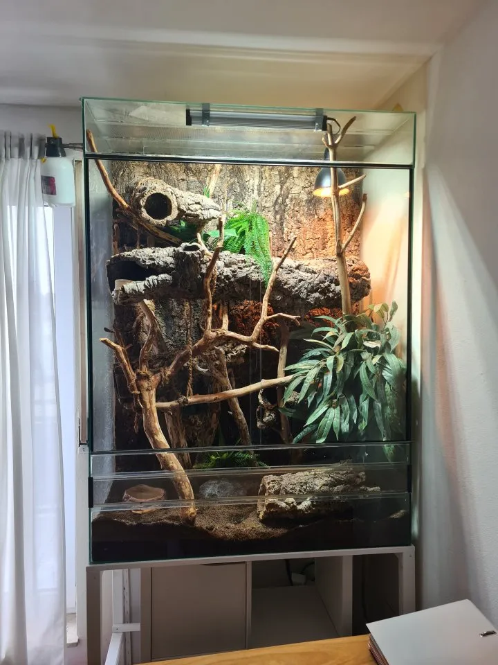 Großes XL Terrarium und Kornnatterweibchen "Elli"