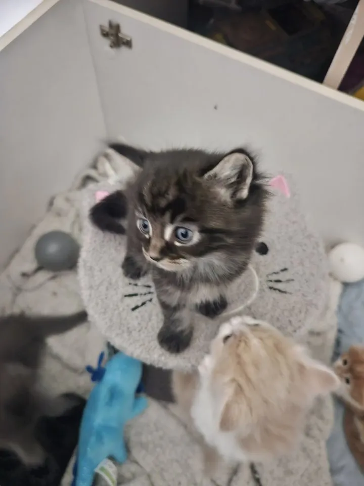 Zauberhafte Main Coon Beautys