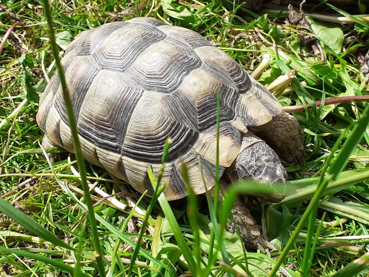 Breitrand-Schildkröten marginata - Jahrgang 2020 und 2021 - günstig