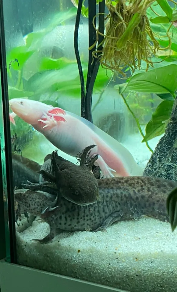 Axolotl Aquarium Juwel – Bild 1
