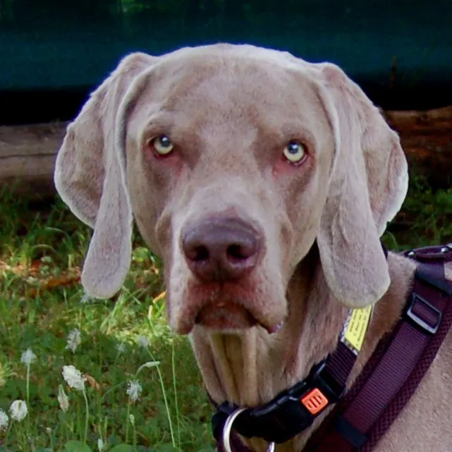 COOP - mit Ahnentafel - männlich  3 Jahre und 5 Monate  66 cm  25 kg  Weimaraner