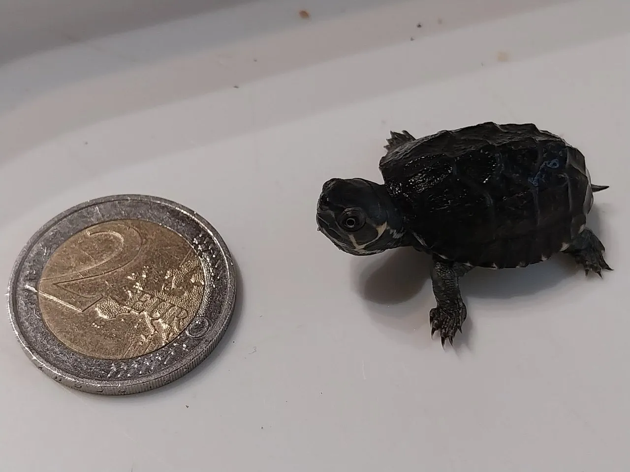 Moschusschildkröten, Sternotherus odoratus CB aus 2026