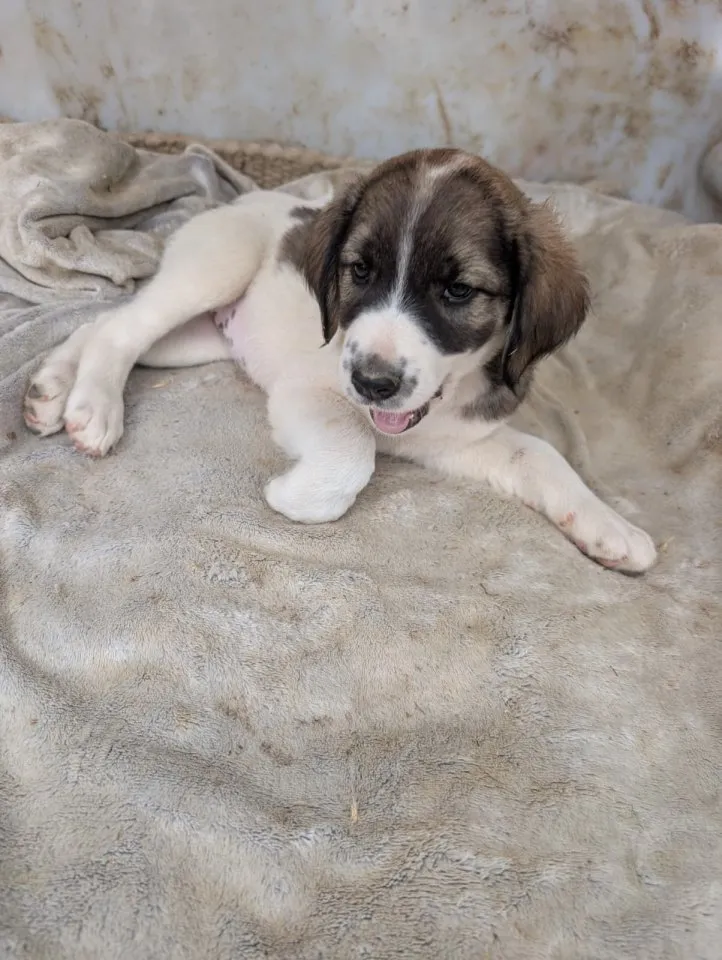 Querida – kleiner Liebling auf der Suche nach einem tollen Zuhause! ❤️