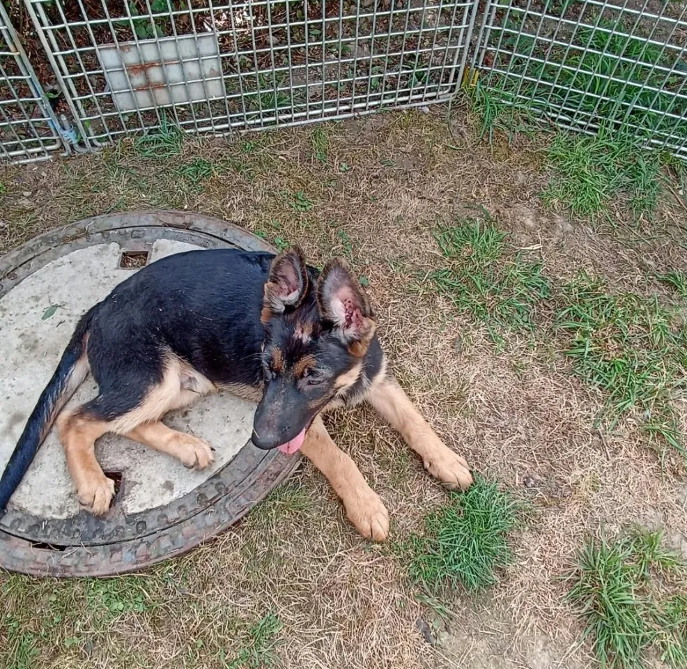reinrassige Schäferhund Welpen