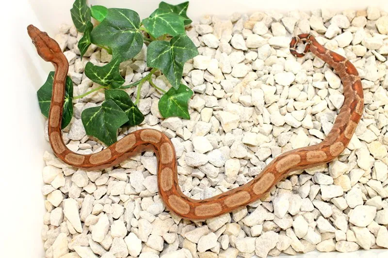 Wir geben ab aus eigener Nachzucht „B. c. i. CA poss. Super Hypo Sonora erythris – Bild 1