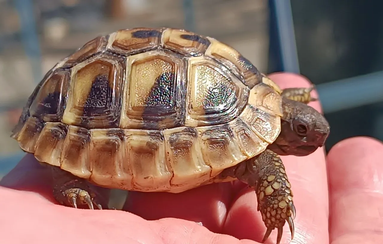 Griechische Landschildkröten Nachzucht 2025 abzugeben. – Bild 1
