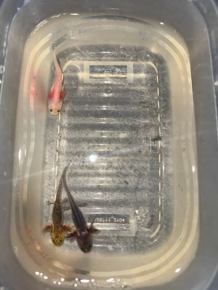 8 Juntier Axolotl zum Verkauf an