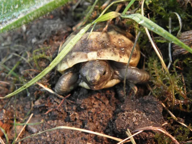 NZ 2021 Maurische Landschildkröten (TGI)