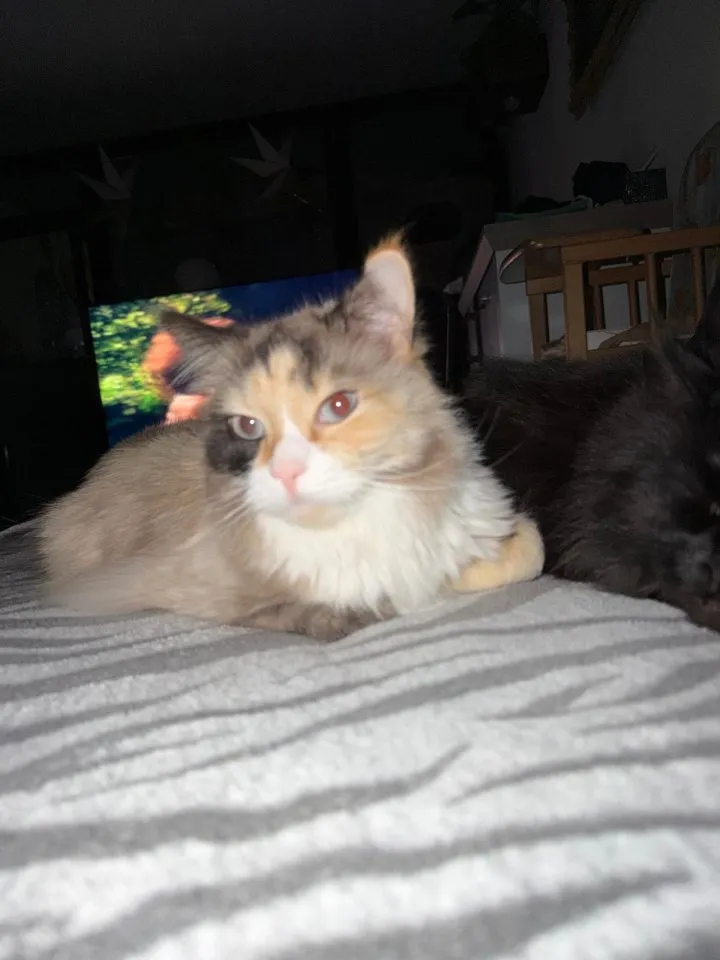 Katzen in Liebevolle Hände abzugeben